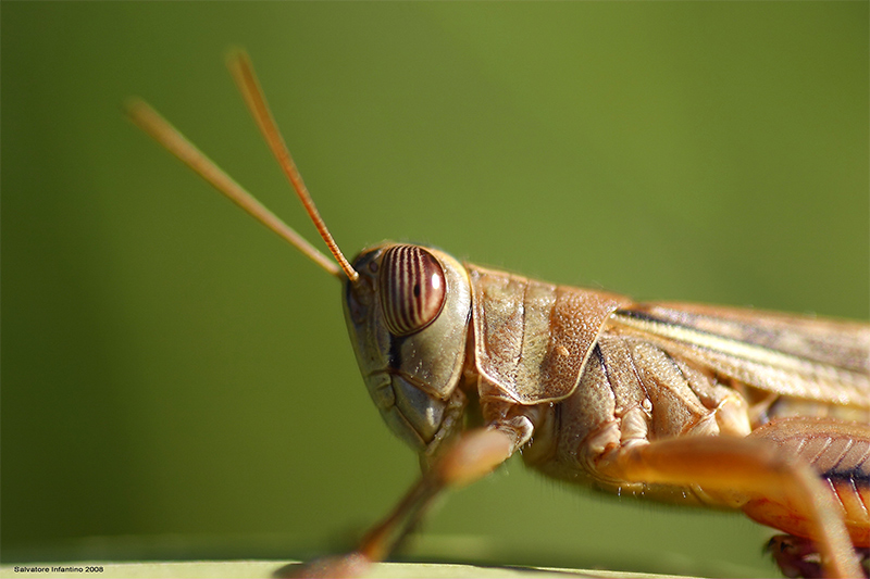 grillo2fr.jpg