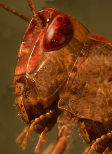 GRILLOp.jpg