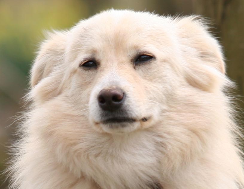 Guardiano Crop.jpg