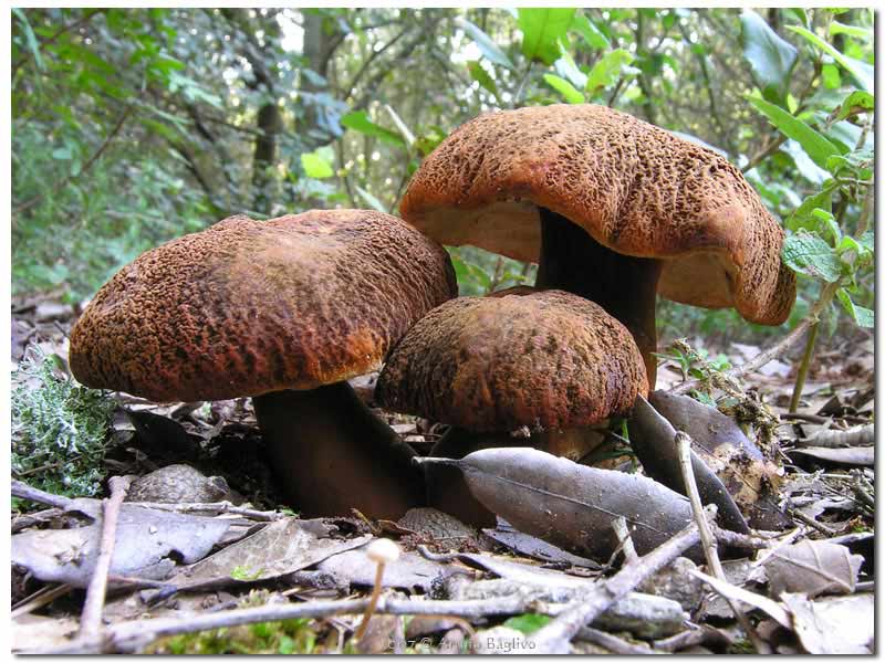 Gyroporus-castaneus_01.jpg