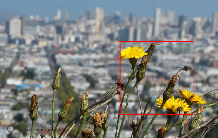 H4D_primo_crop.jpg