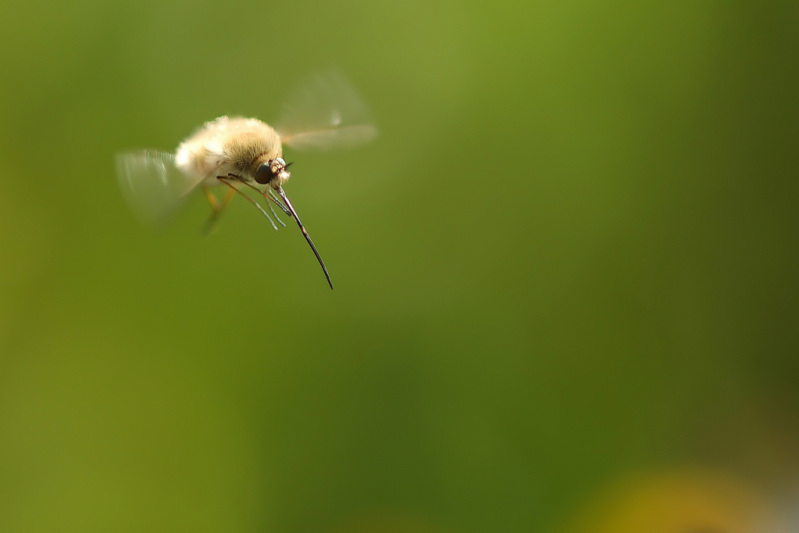 H Diaframma f 3.8 - Esposizione 1-640.jpg