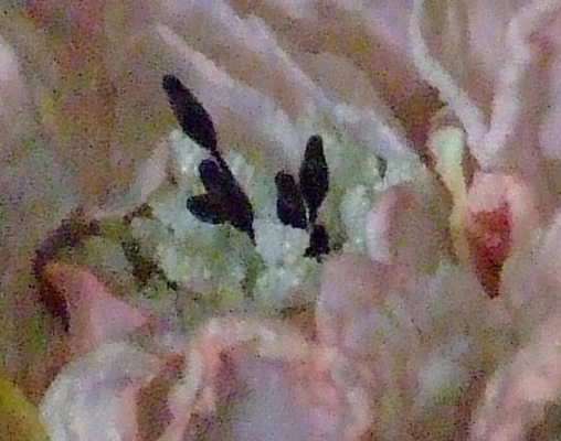 hard-1600-iso.jpg