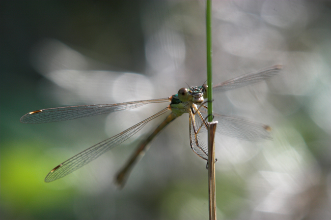 HeliosDamigella.jpg