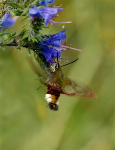 Hemaris fuciformis (Small).jpg
