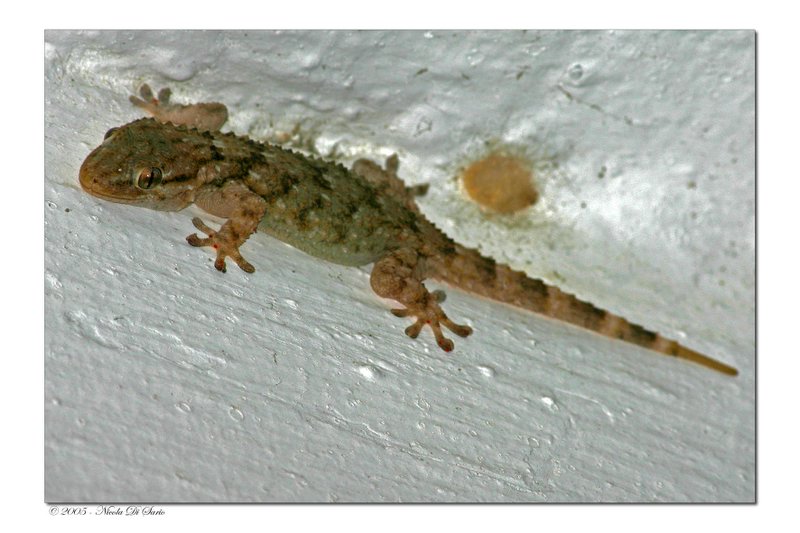 Hemidactylus turcicus.jpg