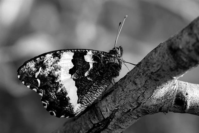 Hipparchia fagi 1 (Small).jpg