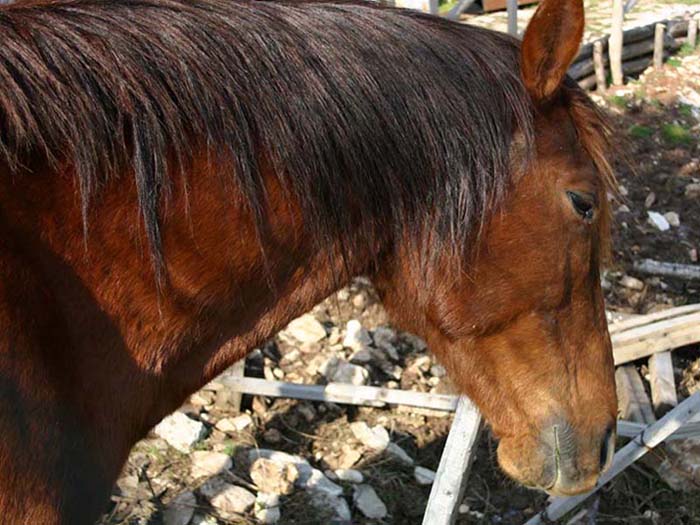 Horse.jpg