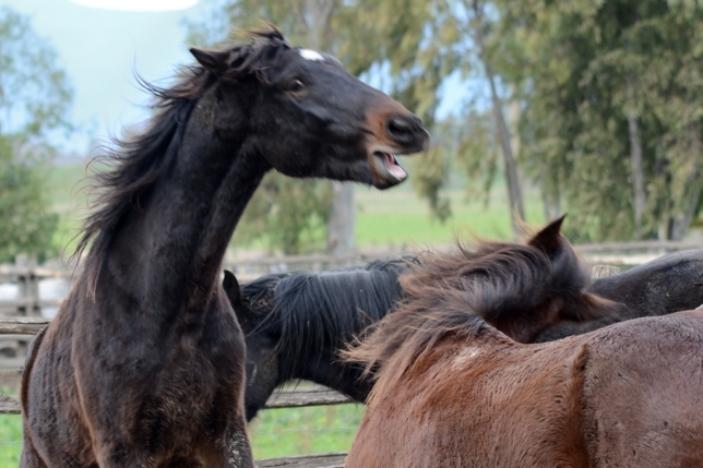 horse.jpg