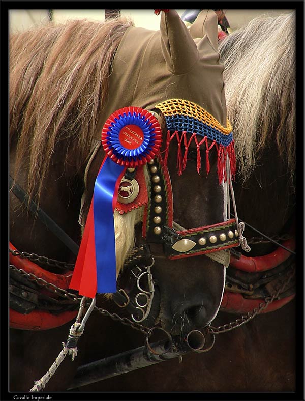 horse.jpg