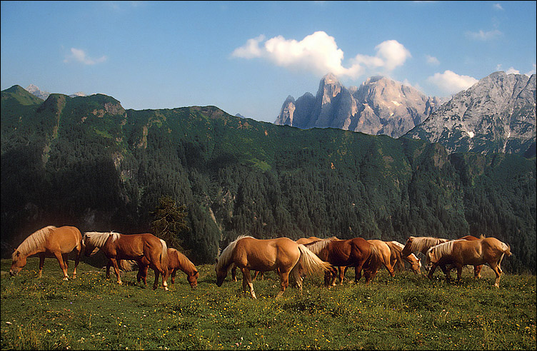 horse.jpg