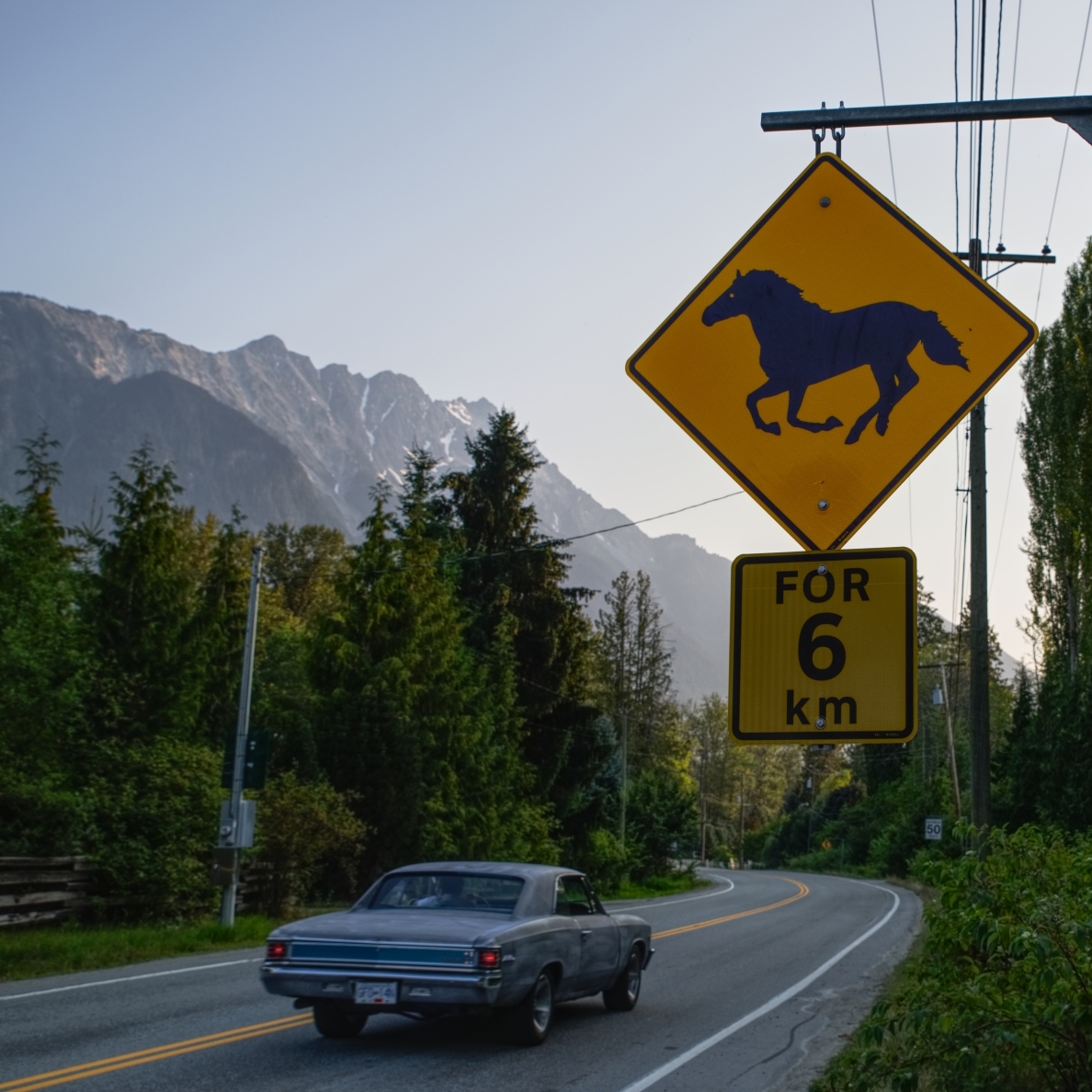 Horses square.jpg
