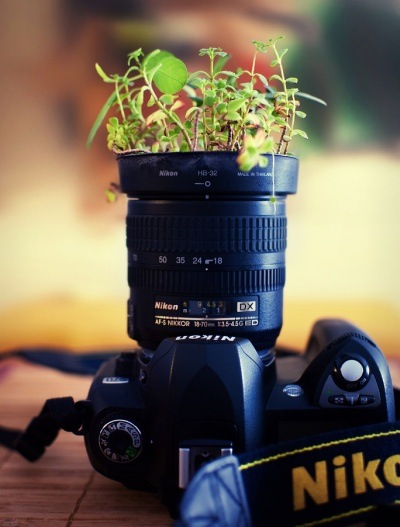 how to create a new plant.jpg