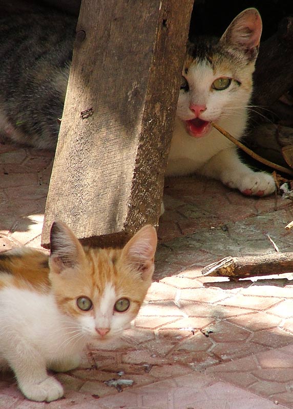 i-gatti.jpg