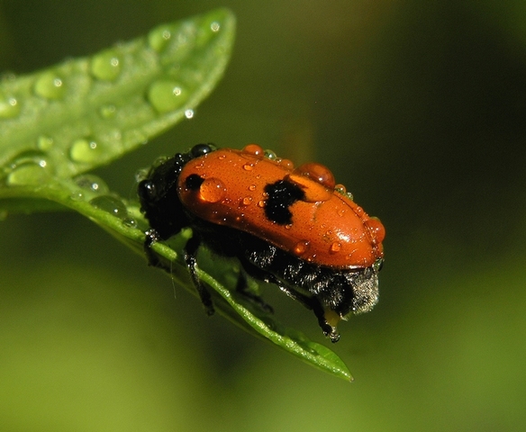 i falsa coccinella.JPG