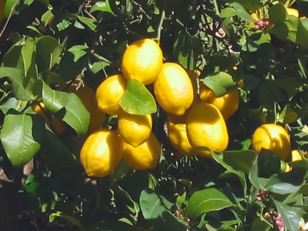 I MIEI LIMONI.jpg