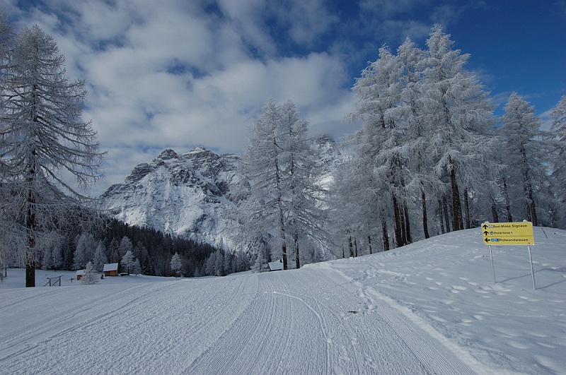 Iced Trees 2.jpg