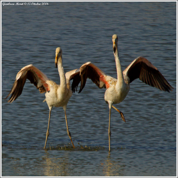 Il-Balletto.jpg