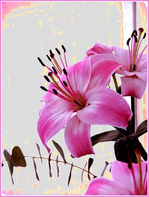 Il-Fiore.jpg