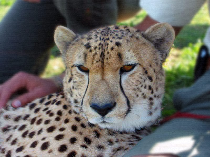 il-mio-gatto2.jpg