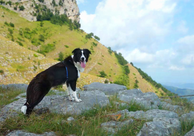 il cane.jpg