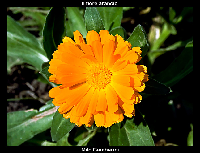 Il fiore arancio.jpg