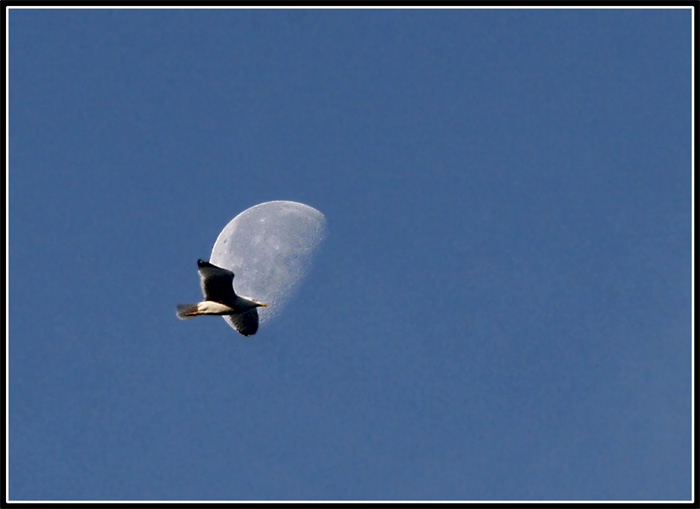 Il Gabbiano e La Luna.jpg