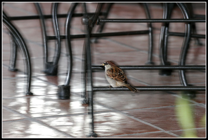 Il Passerotto.jpg