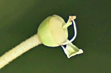 il peccato originale_crop.jpg