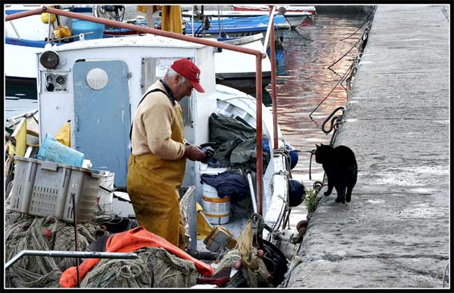 Il Pescatore Ed il Gatto.jpg