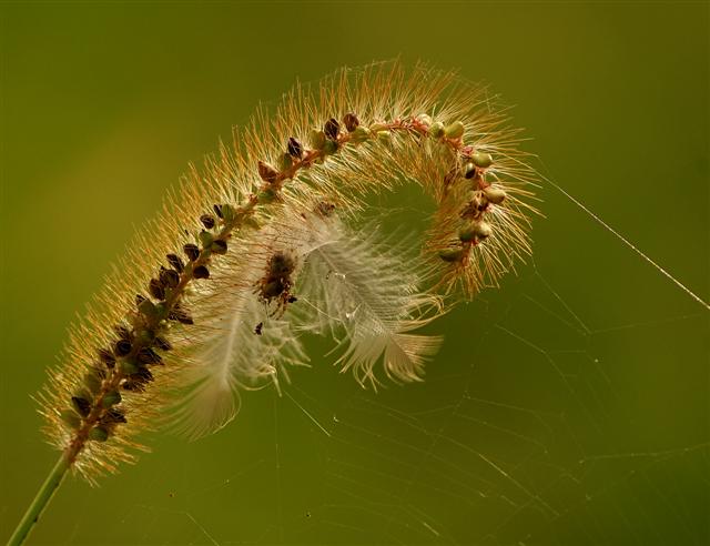 Il ragno astuto (Small).jpg