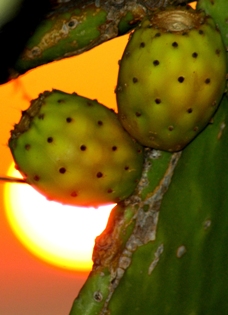 il sole e i suoi frutti II.JPG