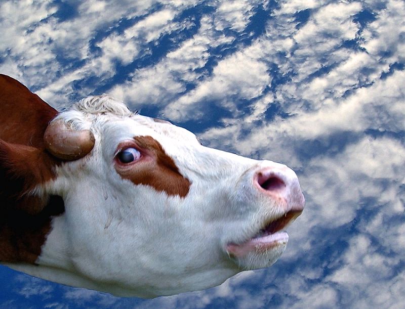 il toro.jpg