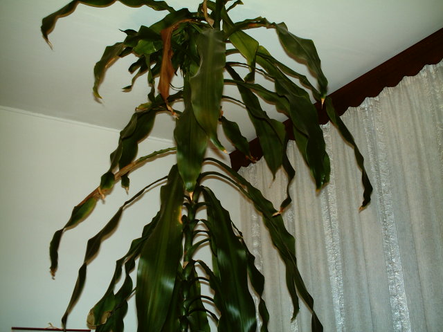 IMAG0009.JPG