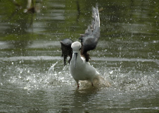 image0010.jpg