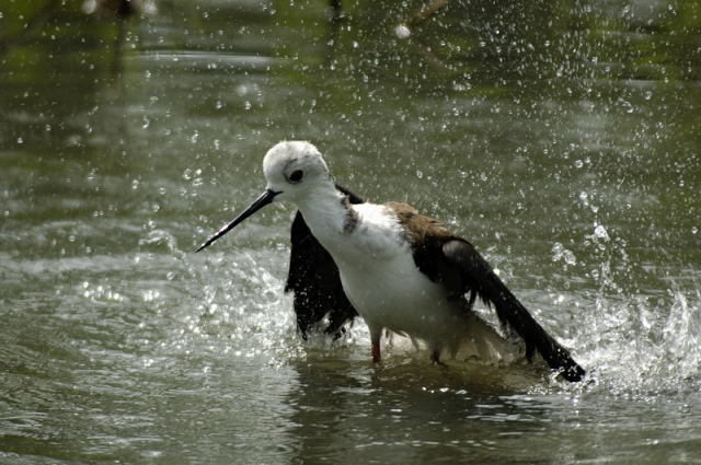 image0012.jpg
