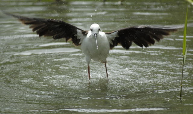 image0013.jpg