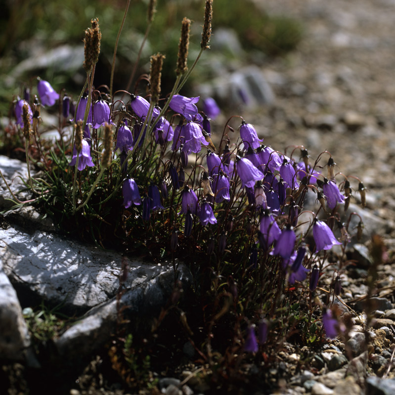 Image1a.jpg