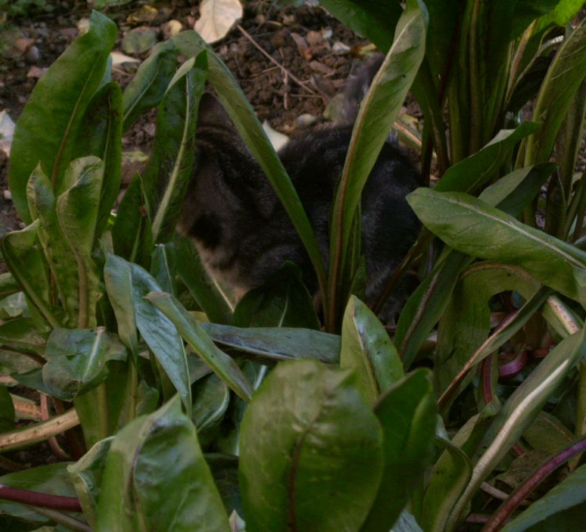IMG00063.JPG