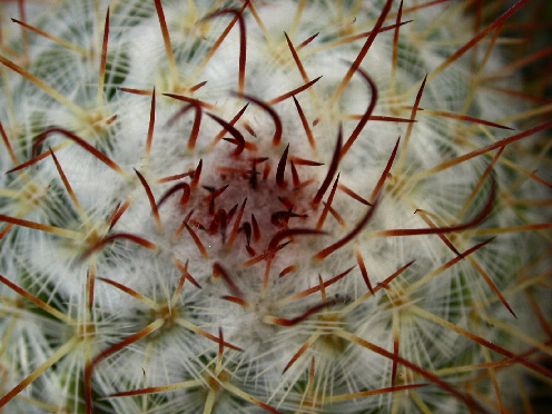 Img2006_08_17-17-09-47.jpg