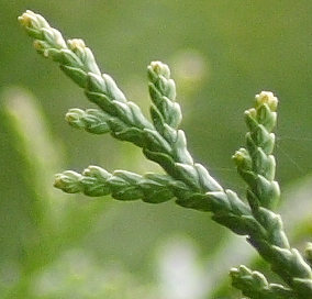 IMG_0003d.jpg