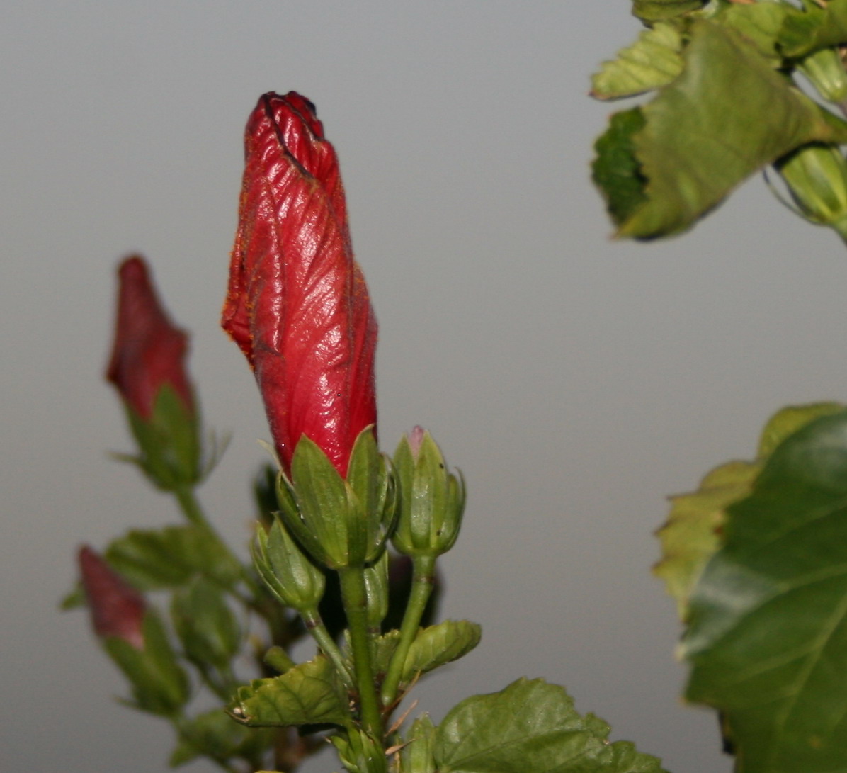 IMG_0050 crop.jpg