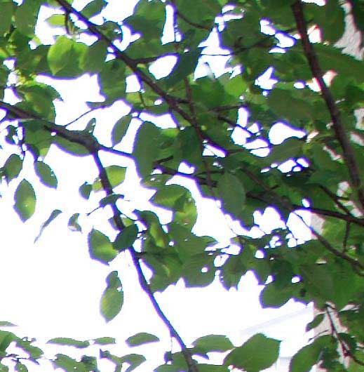 img_0088-raw-dppcropcopia.jpg