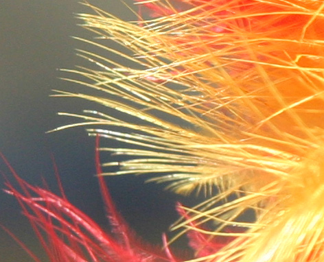 IMG_0140crop.jpg