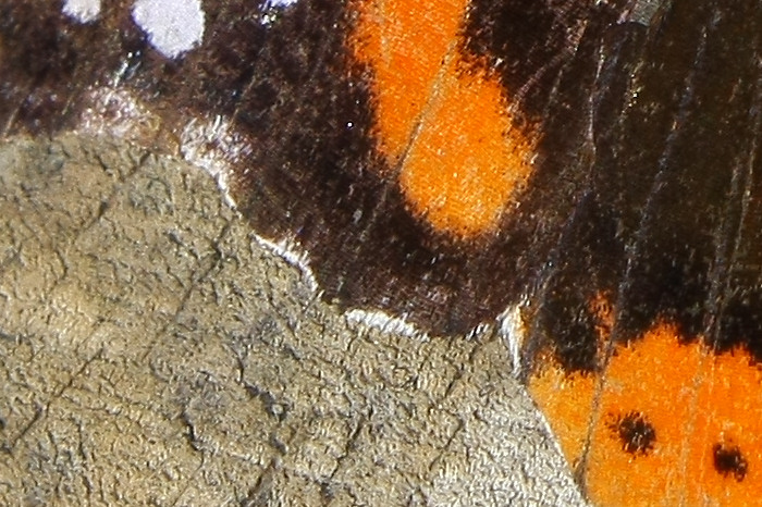 IMG_0316_crop2.jpg