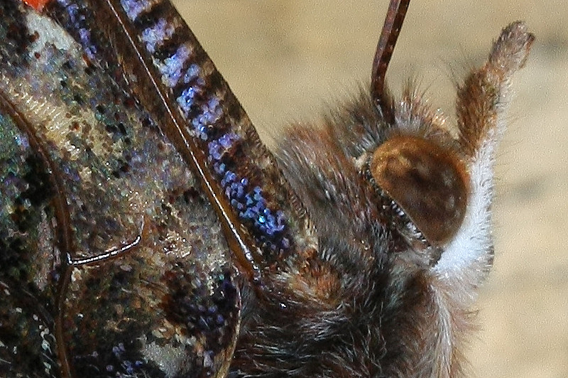 IMG_0324_crop MDC.jpg