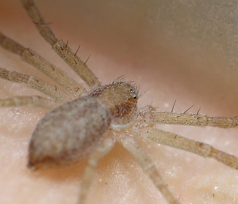 IMG_0671-spider-finale-crop.jpg