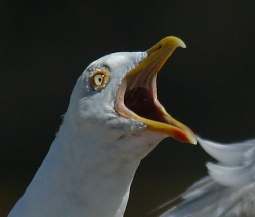 Img_0979 crop.jpg