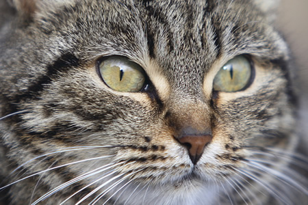 IMG_0987gatto2cutshort.jpg