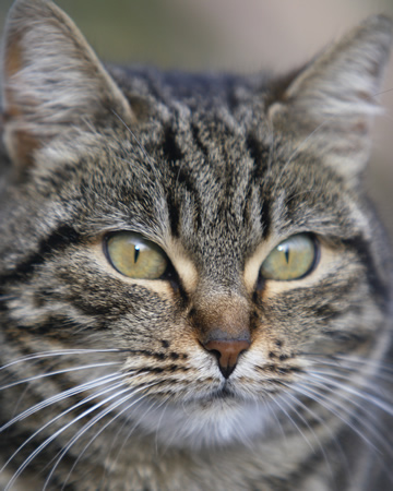 IMG_0988gatto4cutshort.jpg